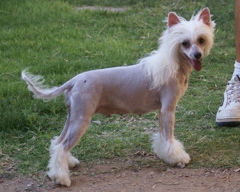 Krishna's Hidden Assets