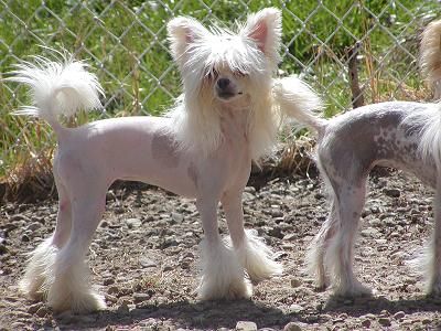 C-Cruz's Jump Shout-N- Boogie