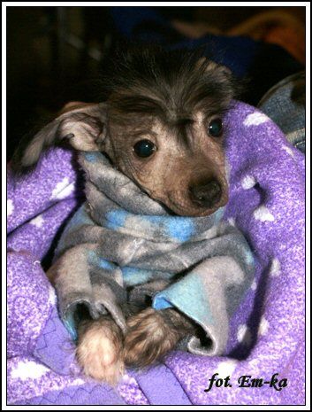 Hossa-Vija Viviani Salve