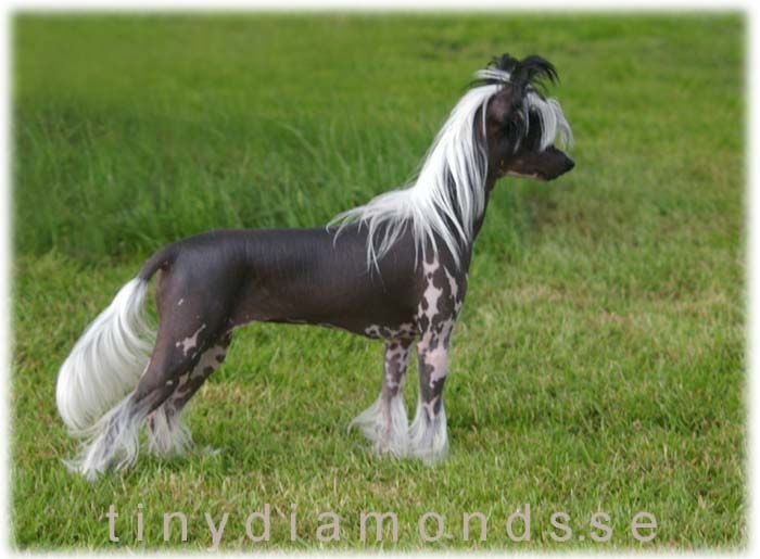 Tiny Diamonds Natural Beauty