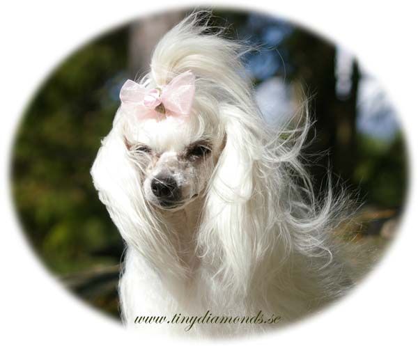 Tiny Diamonds Norma Jeane