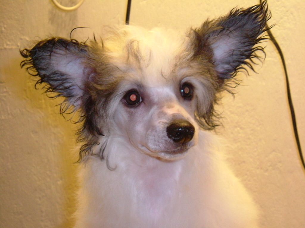 Cool Crowd's Cancel Combat