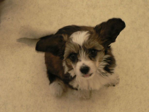 Glorious Think First