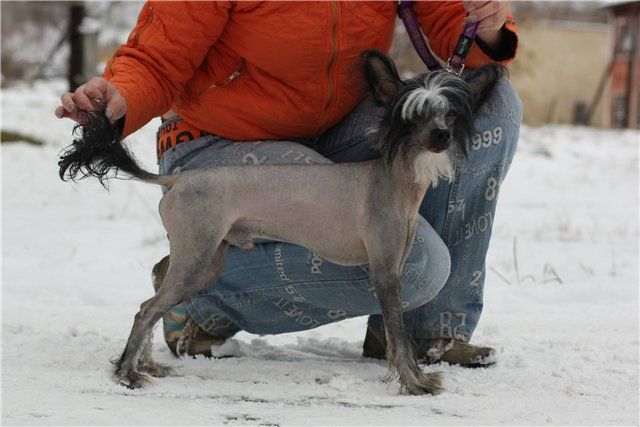 Zholesk Zhemchug Chernyi v Tamerlan Beshtau