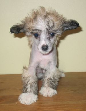 Estillinis Love Treasure Tristan