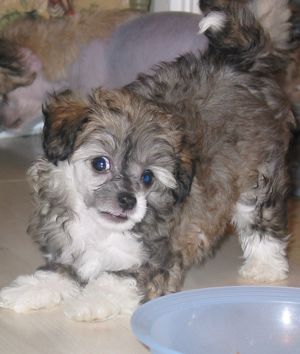 Estillinis Amazing Love Of Troy