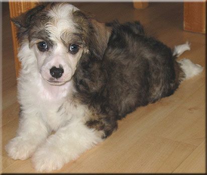 Marachinos King of Magic