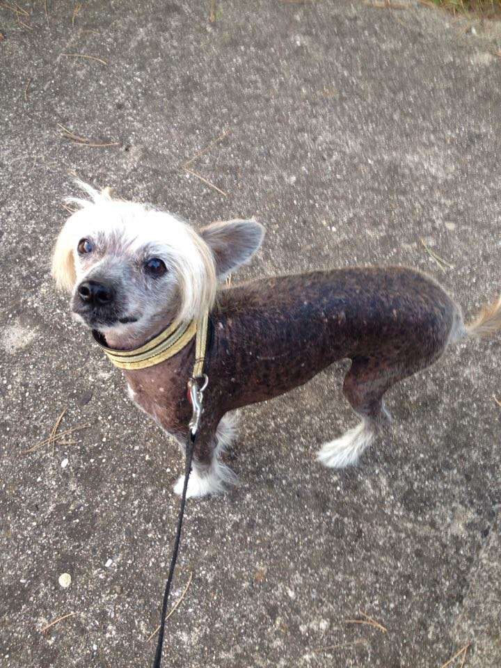 Forever Young Garden Roses