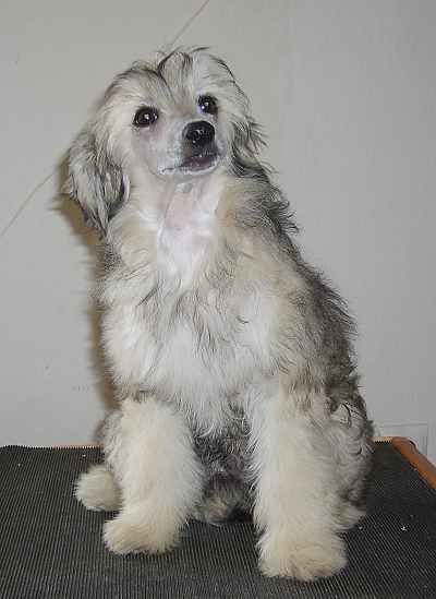 Felix Felicis Garden Roses