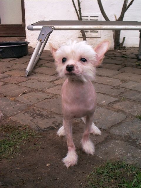 Be My Dog's Call Me Feature