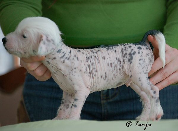 Meadowwood's Bright Boreas