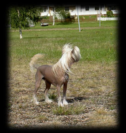 Lucky Line's Fabulous  Master Piece