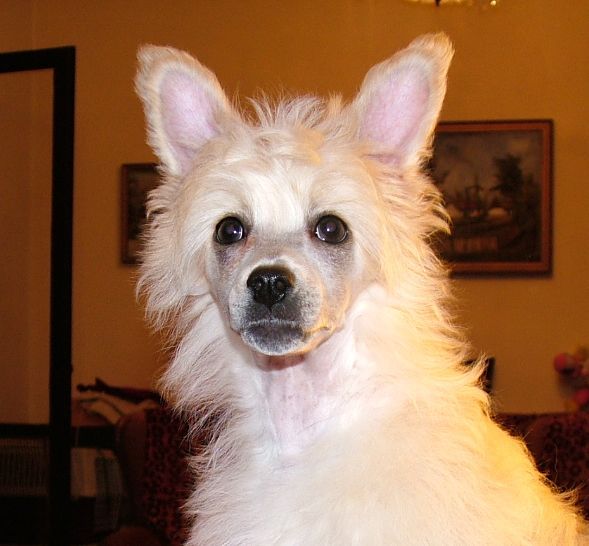 Piciri Chester Cliff