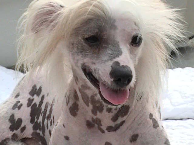 Dragon Hills Carolina Redneck