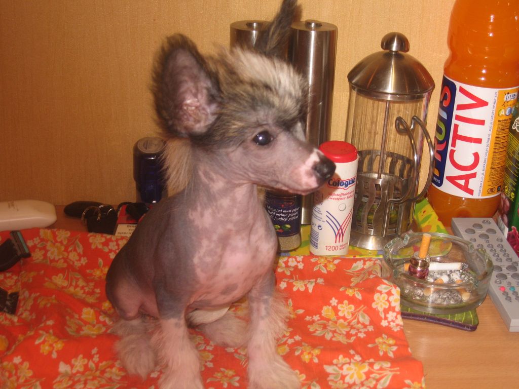 In-Sa-In Kamelot Svift