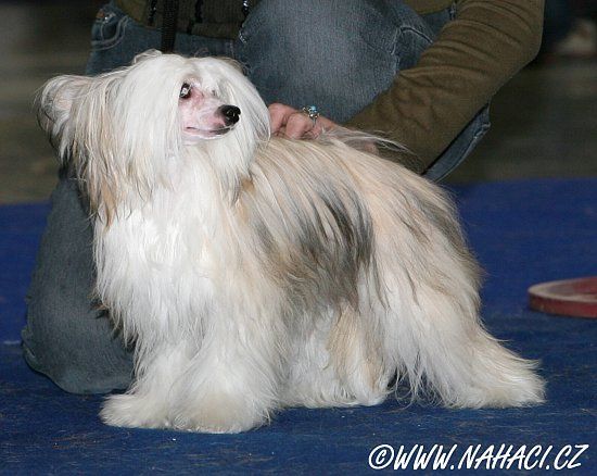 Chesed  Taijan Mahtob