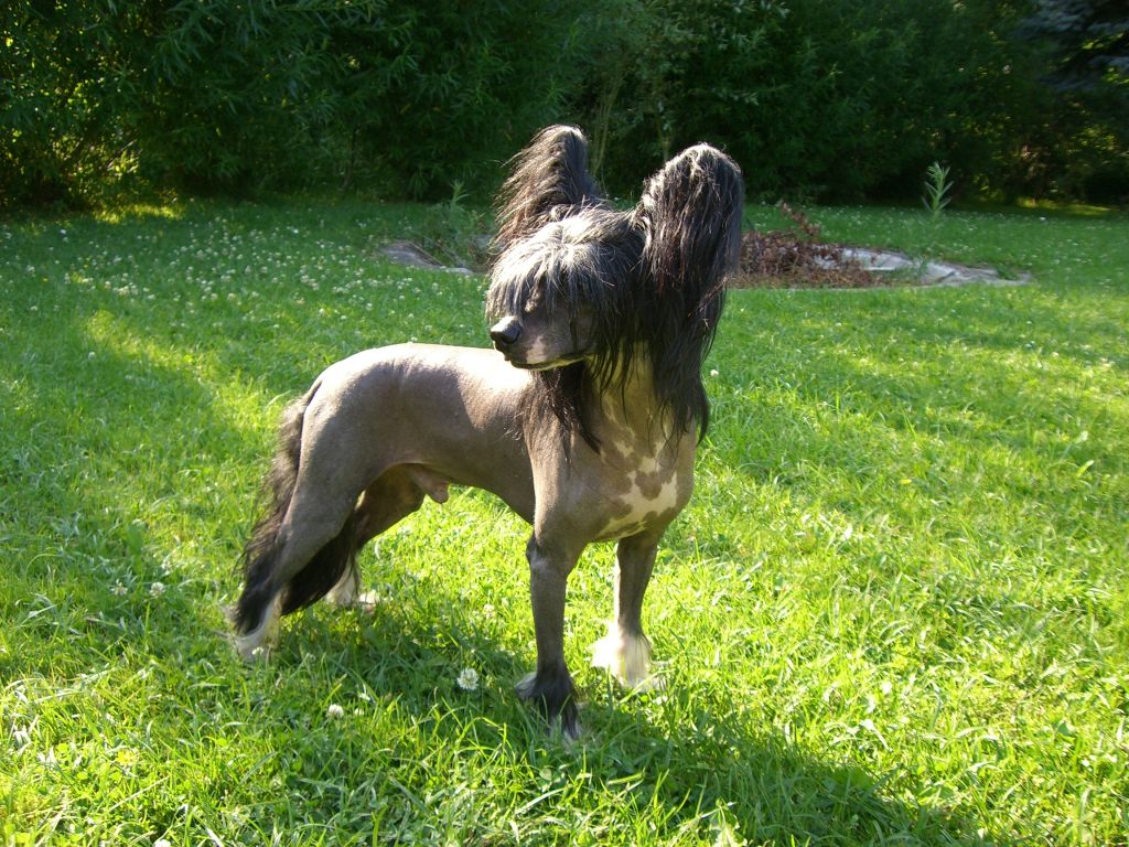 Endeavour von Shinbashi