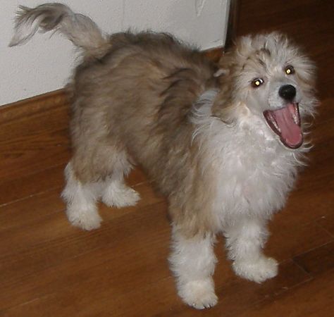 Cedar Frost Harry Winston