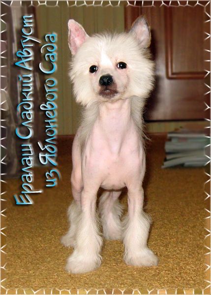 Eralash Sladkiy Avgust  iz Jablonevogo Sada