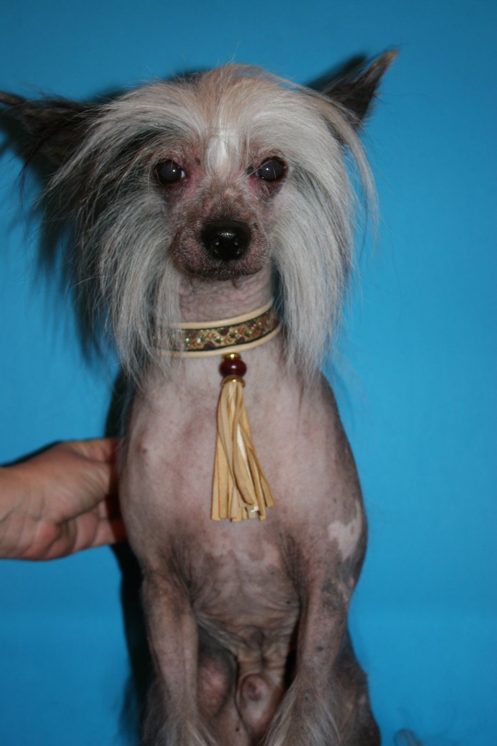 Bi-Lav Plus George Myloslavskiy