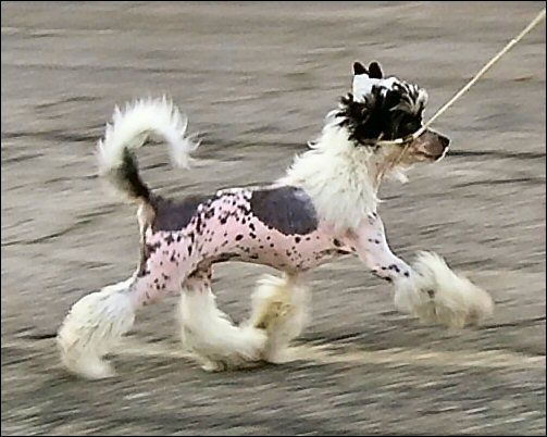 American Beauty Gattaca