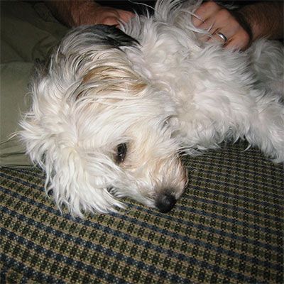 Boy's Chester Phoenix