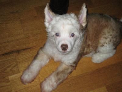 Fancycrest's Bunches of fun