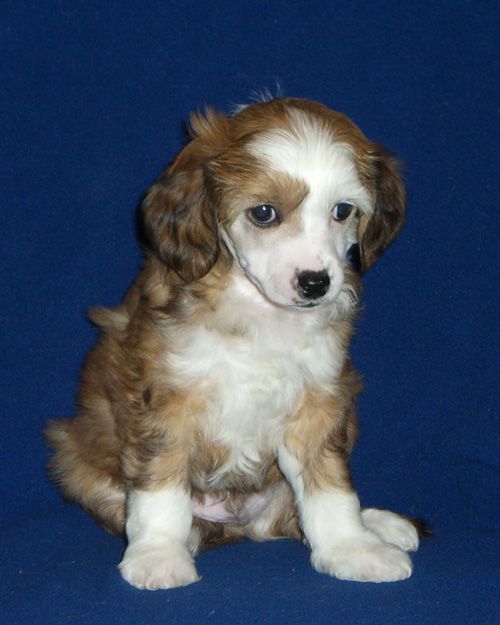 Volshebnaja Loshadka Rainbow