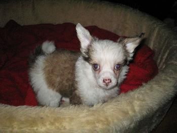 Fancycrest's Triple treat