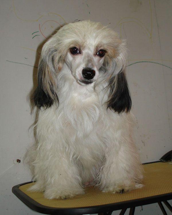 Snou Mirekl Dolce Destiny