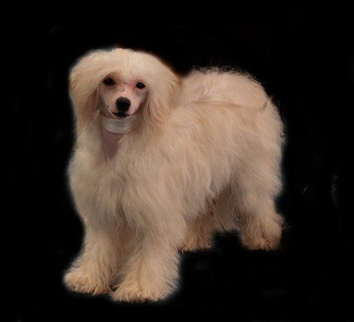 Final Touch Little Champs