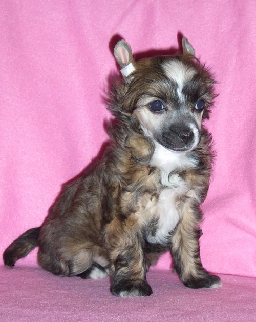 Volshebnaja Loshadka Santana