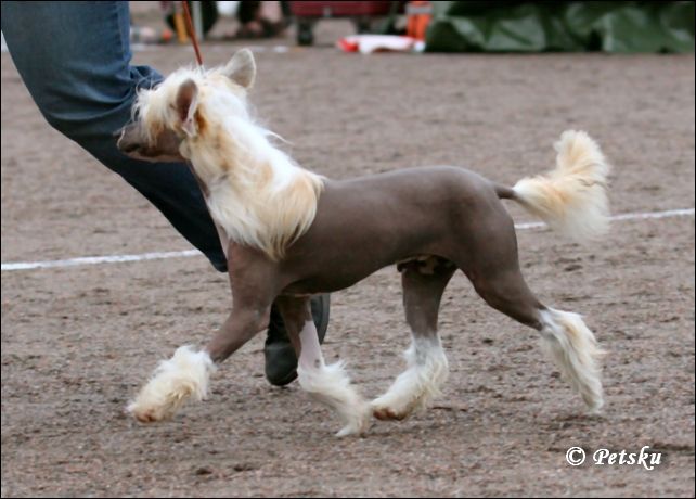 My Longtime Companion Dustin