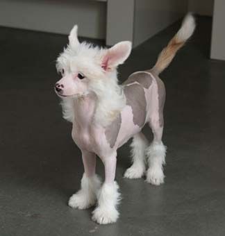 My Longtime Companion Dolores