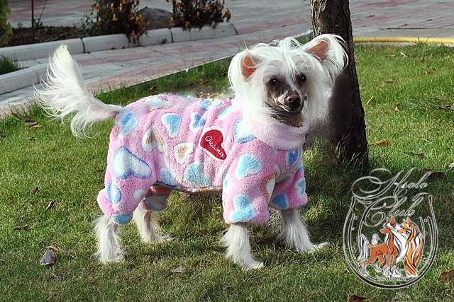 Fantastik Kashmir Pamella Queen Ksolo