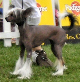 Kokolina Oplawieckie Czary