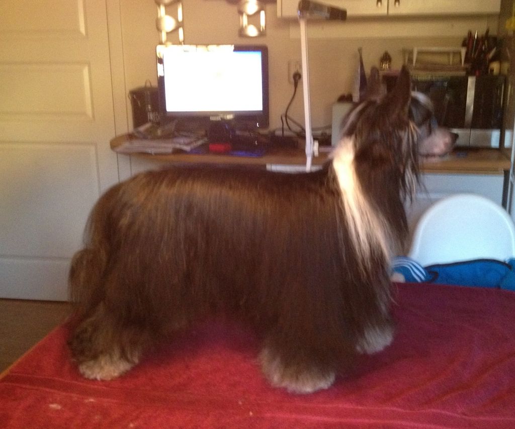 Drömtorpet's Chianty Of S Kid