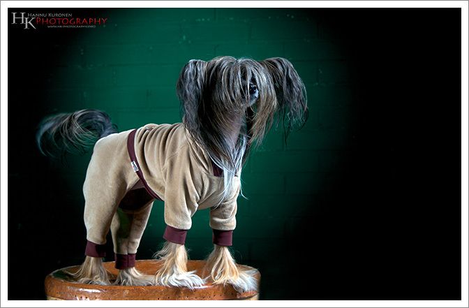 Ditzydogs Chocolateraisin