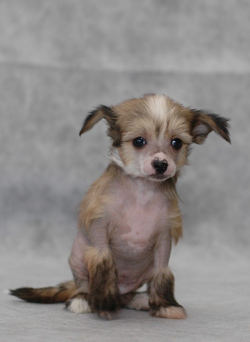 Ksolo Club Taisiya Leandra