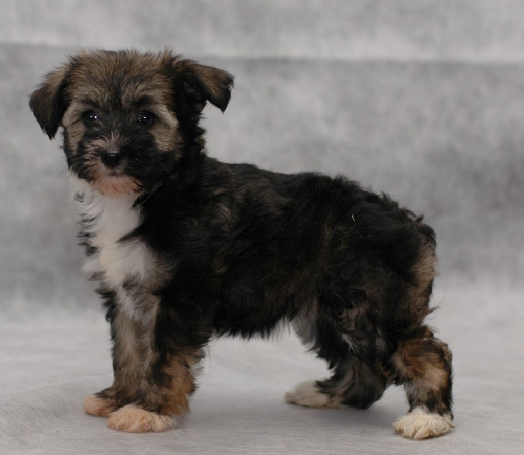 Ksolo Club Super Lucky