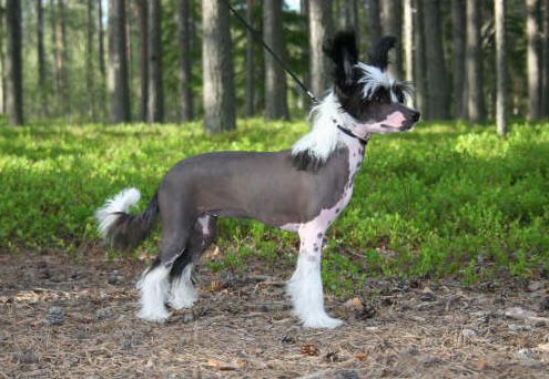 Jafari's QueenBee Mistica