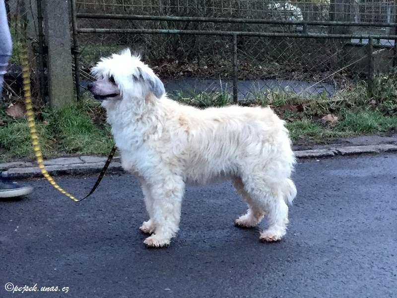 Hanika ze Zatopené chajdy