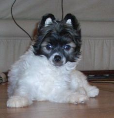 Atlant Kordiall Dolores K'Solo Club