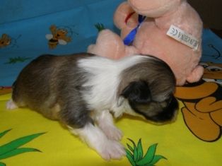 Atlant Kordiall Zembo Bembi