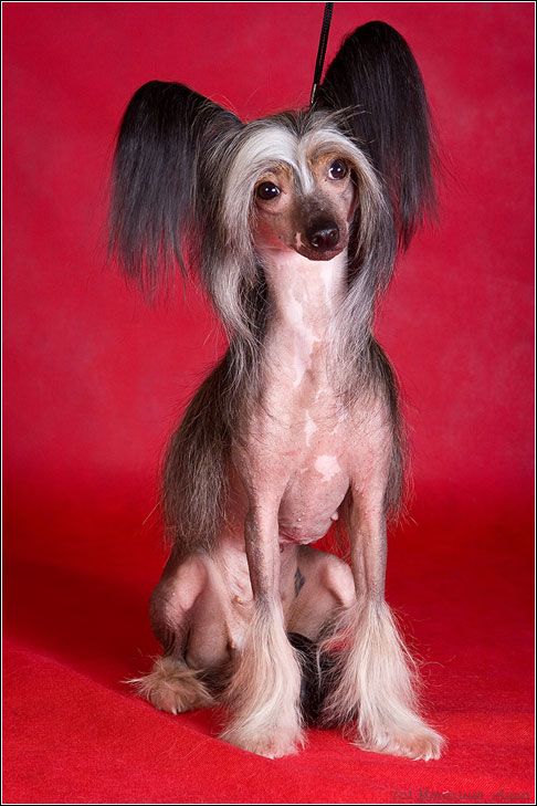 Pallada iz Jablonevogo Sada