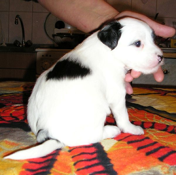 Pontiy Pilat Blaack Daimond