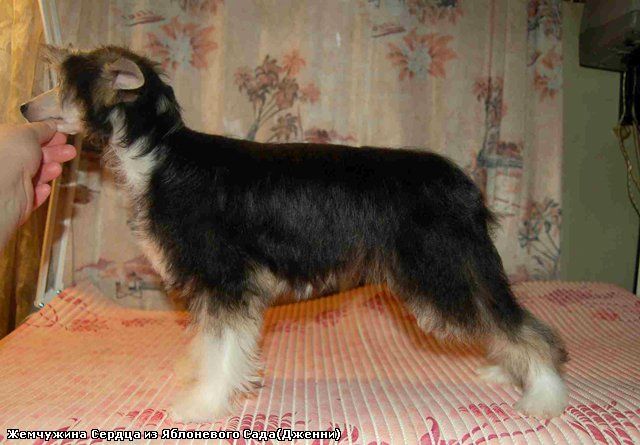 Zhemchuzhina Serdzsa iz Jablonevogo Sada