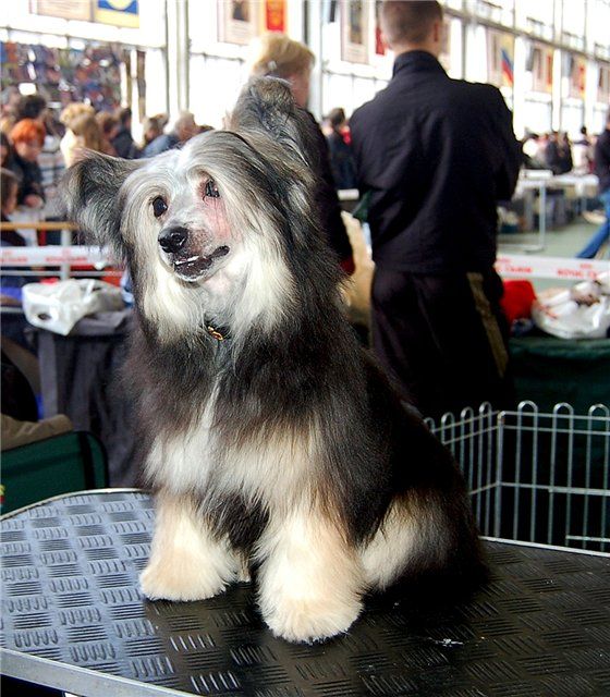 Zhguchij Brunet iz Jablonevogo Sada