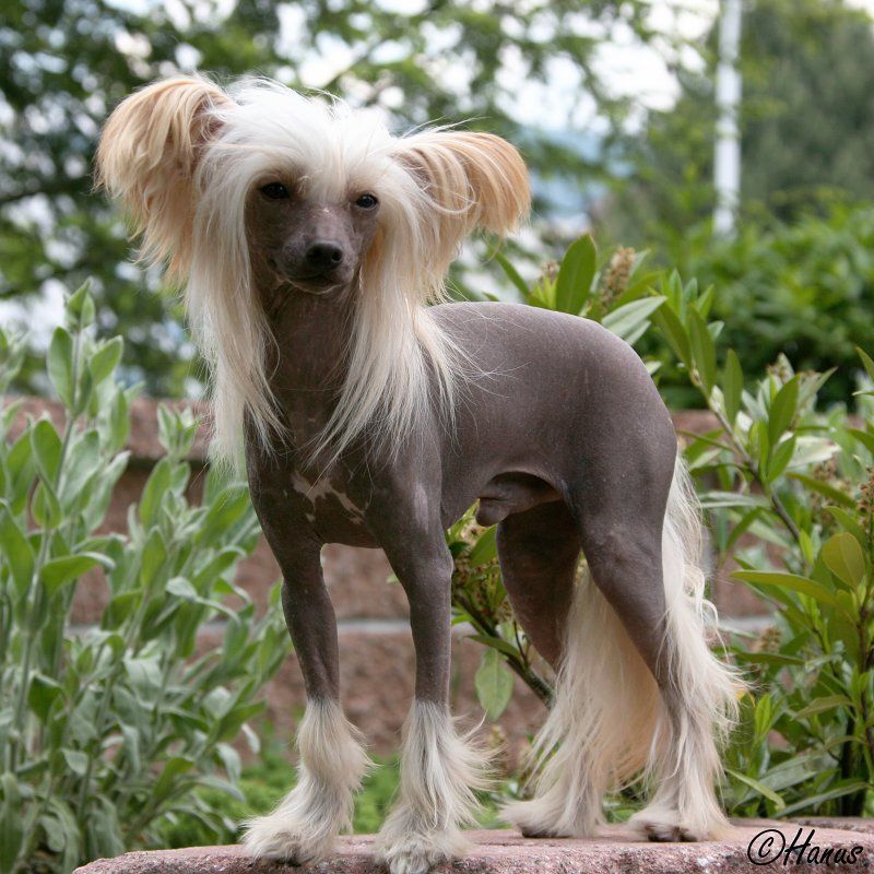 Luppino Lord z Haliparku