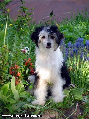 Olegro Katrin Pikovaya Dama